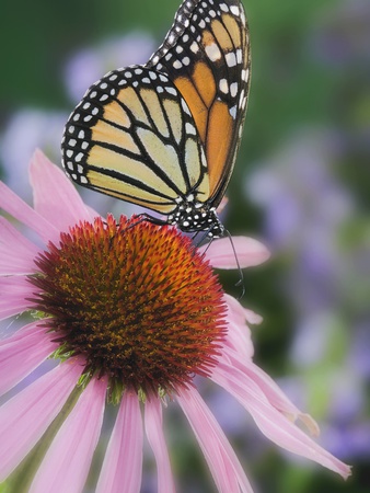 Monarch Butterfly Feeding On Coneflower by Wave Pricing Limited Edition Print image
