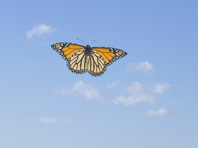 Monarch Butterfly In Flight by Wave Pricing Limited Edition Print image