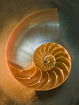Interior Of Nautilus Shell On Sand by Seth Joel Pricing Limited Edition Print image
