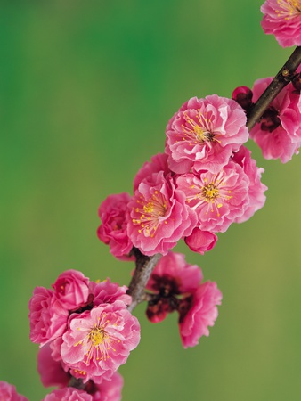 Plum Blossoms by Yamanashi Shashin Jimusho Pricing Limited Edition Print image