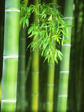 Fukui Prefecture Village, Echizen Bamboo Doll by Komei Motohashi Pricing Limited Edition Print image