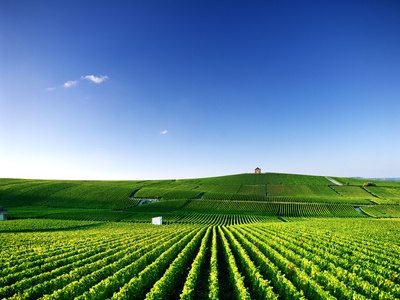 Rolling Hills Of Grape Vines by Masa-Aki Horimachi Pricing Limited Edition Print image