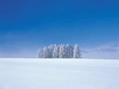 Snow, Covered, Trees, In Snow Plain by Satoshi Ishizu Pricing Limited Edition Print image