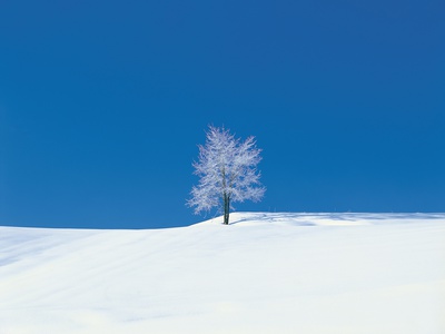 Snow, Covered, Trees, In Snow Plain by Kosui Kamijo Pricing Limited Edition Print image