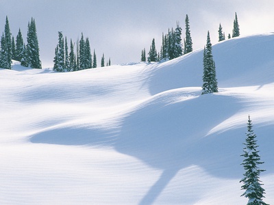 Pine Trees Covered In Clumps Of Snow by Keiichi Takahashi Pricing Limited Edition Print image