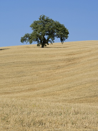 Italy, Tuscany, Harvested Corn Field With Single Tree by Fotofeeling Pricing Limited Edition Print image