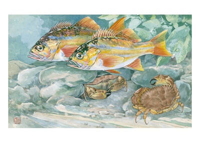 Red Rockfish Swim By A Pair Of Rock Crabs by National Geographic Society Pricing Limited Edition Print image