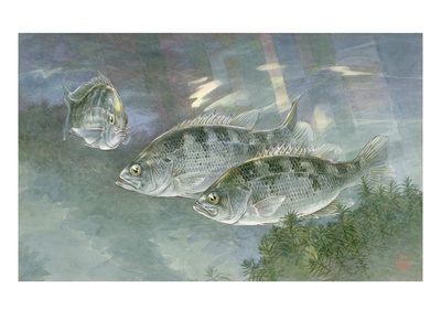Painting Of A Trio Of Sacramento Perch by National Geographic Society Pricing Limited Edition Print image