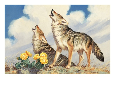 Coyotes Howl To The Setting Sun by National Geographic Society Pricing Limited Edition Print image