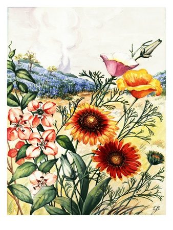 Clarkia, Blanket Flowers, California Poppies, And Lupines by National Geographic Society Pricing Limited Edition Print image