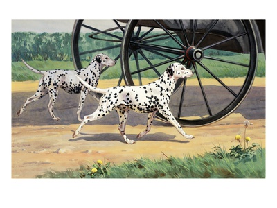 Dalmatians Trot Along Behind A Coach by National Geographic Society Pricing Limited Edition Print image