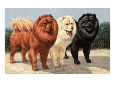 Three Chows Have Fur Of Different Colors by National Geographic Society Pricing Limited Edition Print image