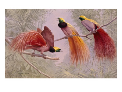 Two Greater And One Graybreasted Birds Of Paradise Perch On Branch by National Geographic Society Pricing Limited Edition Print image