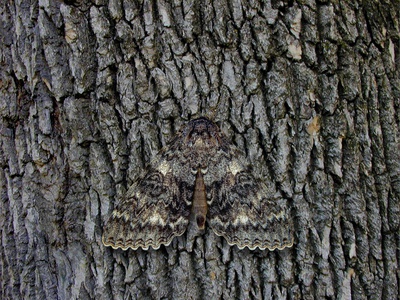 Moth Camoflaged Against Tree Bark by Kent Smith Pricing Limited Edition Print image