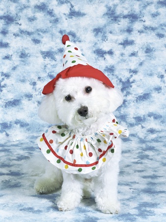 White Poodle Puppy Wearing Clown Costume by Malin Pricing Limited Edition Print image