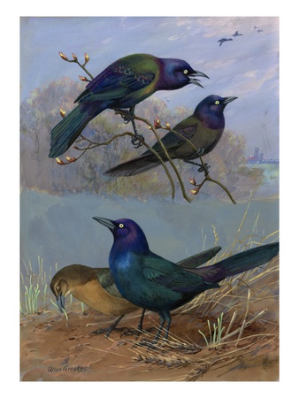 Painting Of Purple Grackles And Boat-Tailed Grackles by Allan Brooks Pricing Limited Edition Print image