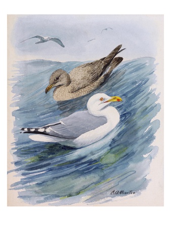 A Painting Of Two Herring Gulls In Different Seasonal Plumage by Louis Agassiz Fuertes Pricing Limited Edition Print image