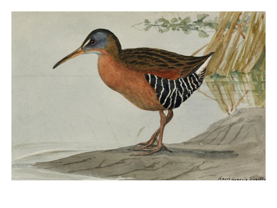 A Painting Of A Virginia Rail by Louis Agassiz Fuertes Pricing Limited Edition Print image