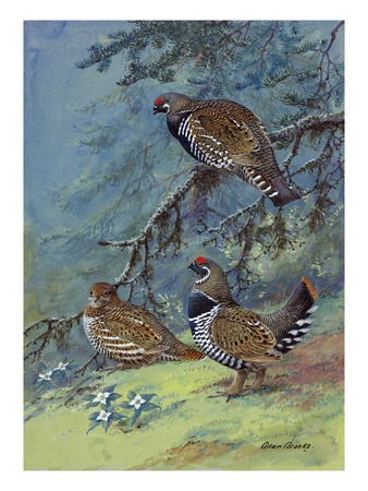 A Painting Of Two Different Species Of Grouse by Allan Brooks Pricing Limited Edition Print image