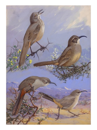 A Painting Of Four Different Species Of Thrasher by Allan Brooks Pricing Limited Edition Print image
