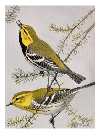 A Painting Of A Pair Of Black-Throated Green Warblers by Louis Agassiz Fuertes Pricing Limited Edition Print image