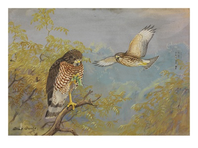 A Painting Of Two Broad-Winged Hawks by Allan Brooks Pricing Limited Edition Print image