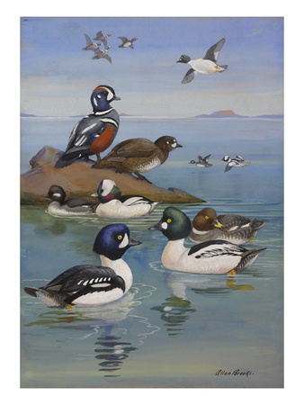 A Painting Of Two Species Of Golden-Eye And Buffleheads by Allan Brooks Pricing Limited Edition Print image