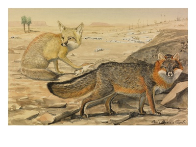 A Painting Of A Desert Fox With Its Prey And A Gray Fox Walking by Louis Agassiz Fuertes Pricing Limited Edition Print image