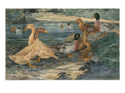 A Painting Of Buff Ducks And Gray Call Ducks by Hashime Murayama Pricing Limited Edition Print image