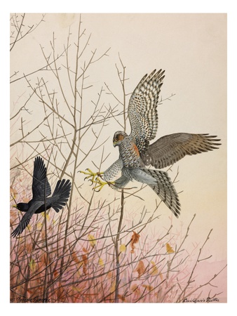 Painting Of A European Sparrowhawk Attempting To Catch A Blackbird by Louis Agassiz Fuertes Pricing Limited Edition Print image