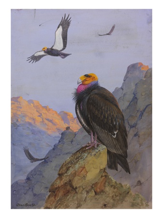 A Painting Of Adult And Immature California Condors by Allan Brooks Pricing Limited Edition Print image