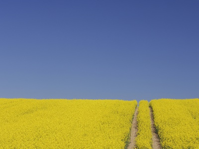 Germany Mecklenburg-Western Pomerania Track In Rape Field by Martin Ruegner Pricing Limited Edition Print image