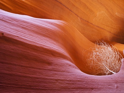 Usa Arizona Lower Antelope Canyon Tumbleweed (Salsola Tragus) by Fotofeeling Pricing Limited Edition Print image