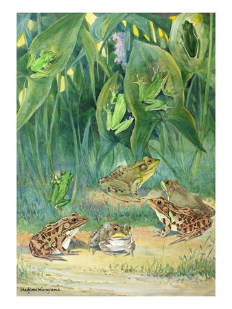 A Variety Of Tree And Meadow Frogs Await Low Flying Insects. by National Geographic Society Pricing Limited Edition Print image