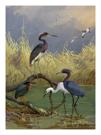 Various Herons Feed In Shallow Water. by National Geographic Society Pricing Limited Edition Print image