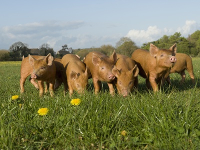Piglets In Field by Henry Arden Pricing Limited Edition Print image