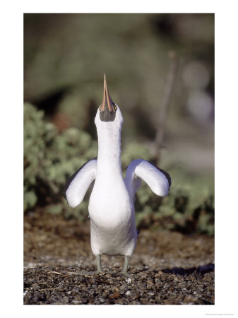 Nazca Booby, Male Sky Pointing To Attract A Mate To His Nesting Spot, Galapagos by Mark Jones Pricing Limited Edition Print image