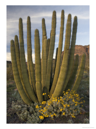 Stenocereus Thurberi, With Brittle Bush, Usa by Bob Gibbons Pricing Limited Edition Print image