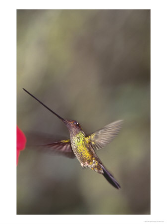 Sword-Billed Hummingbird In Montane Forest Along Eastern Andean Slope, Ecuador by Mark Jones Pricing Limited Edition Print image