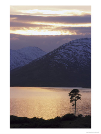Loch Quoich And Lone Pine, Scotland by Mark Hamblin Pricing Limited Edition Print image