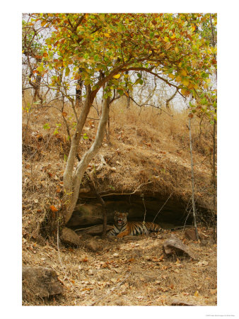 Bengal Tiger, Female In Cave, Madhya Pradesh, India by Elliott Neep Pricing Limited Edition Print image