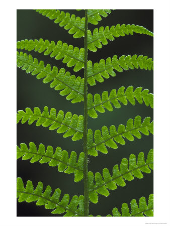Male Fern, Close-Up Of Underside Of Pinnate, Uk by Mark Hamblin Pricing Limited Edition Print image
