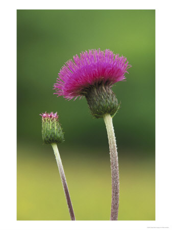 Melancholy Thistle, Close-Up Of Flower In June, Uk by Mark Hamblin Pricing Limited Edition Print image