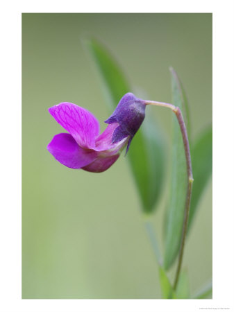 Bitter Vetchling, Close-Up Of Flower, Scotland by Mark Hamblin Pricing Limited Edition Print image
