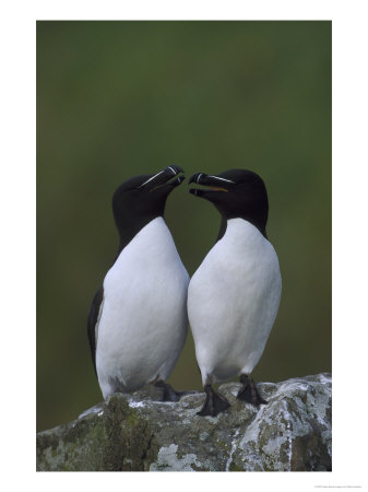 Razorbills by Mark Hamblin Pricing Limited Edition Print image