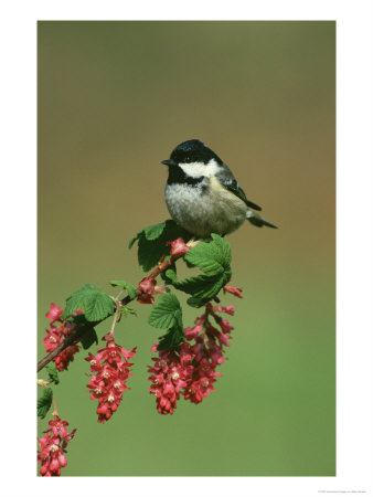 Coal Tit, Perched On Wild Currant Blossom, Uk by Mark Hamblin Pricing Limited Edition Print image