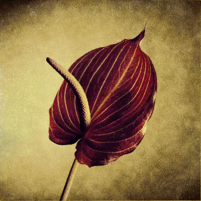 Crimson Anthurium by Howard Waisman Pricing Limited Edition Print image