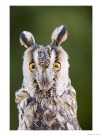 Long-Eared Owl, Close Up Of Face, Wales by Mike Powles Pricing Limited Edition Print image
