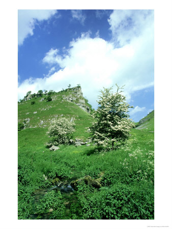 Hawthorn, Spring, Peak District National Park, England by Mark Hamblin Pricing Limited Edition Print image