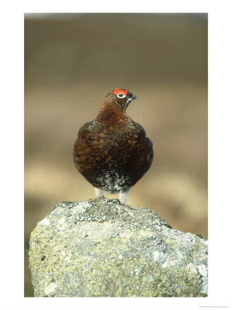 Red Grouse, Male On Rock, Uk by Mark Hamblin Pricing Limited Edition Print image